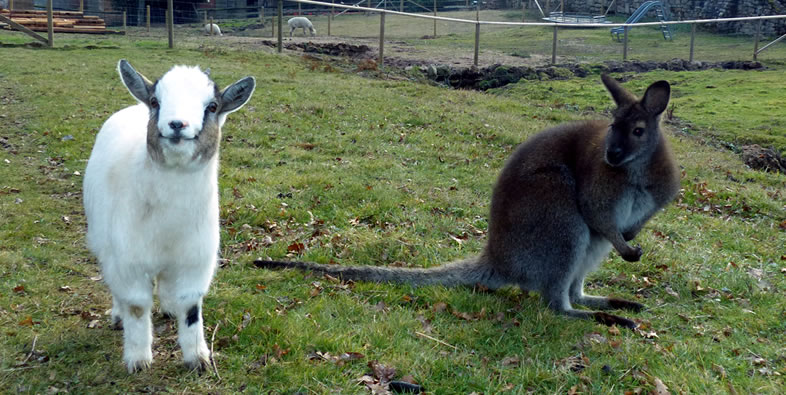 Marfa est une adorable petite chèvre et Jules un petit kangourou