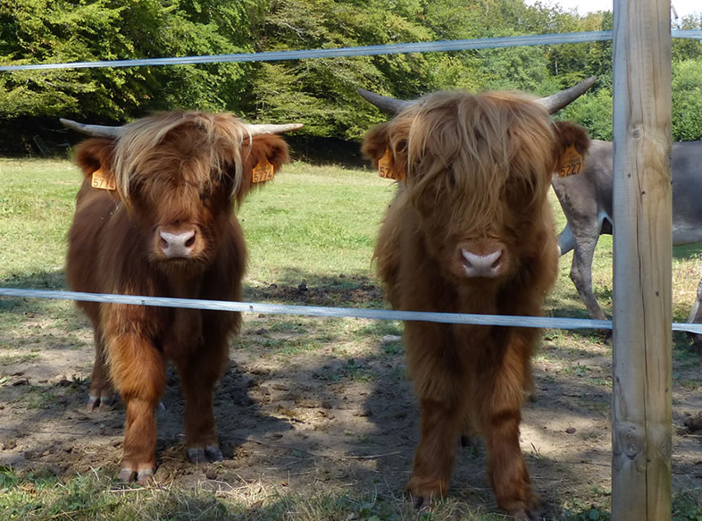 Mini vaches Highland Pivoine et Roussette
