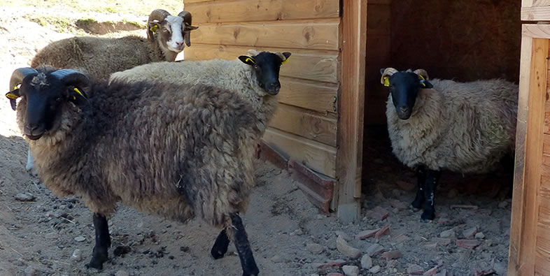 quatre très beaux moutons du Bas de Chêne