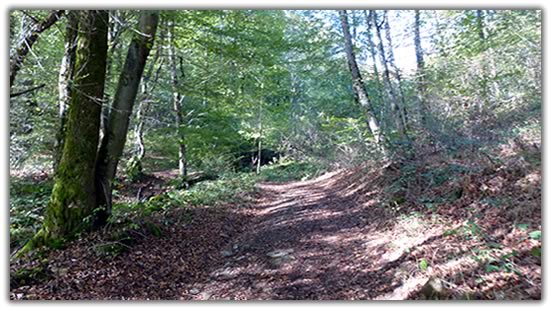 chemin dans la forêt typique du Morvan du parc animalier du bas de chêne aux abords du Morvan